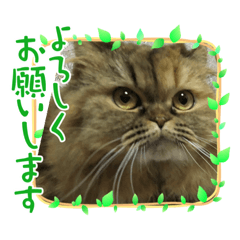 [LINEスタンプ] donnobbom2021.may