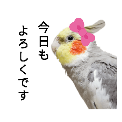 [LINEスタンプ] オカメインコのそらちゃんスタンプ