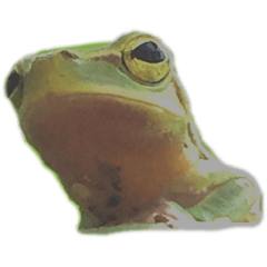 [LINEスタンプ] 庭のカエル