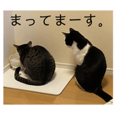 [LINEスタンプ] シンバとサンバ 2