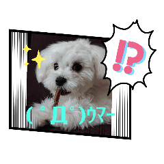 [LINEスタンプ] 愛犬(マルチーズ)オリジナルスタンプ