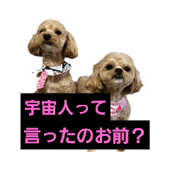 [LINEスタンプ] どらむぎスタンプ