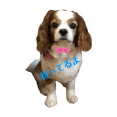 [LINEスタンプ] babychoco1