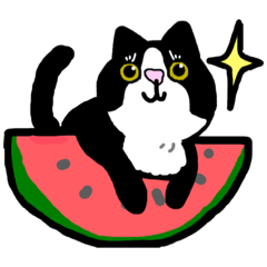 [LINEスタンプ] はちわれねこ★summer season★