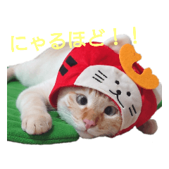 [LINEスタンプ] 笹かま猫のハク