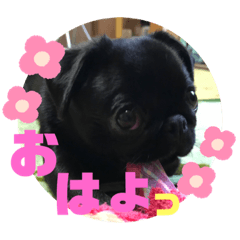 [LINEスタンプ] 黒パグ飴ちゃんの日常