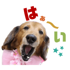 [LINEスタンプ] マカナとしんのすけ③