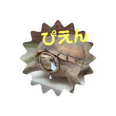[LINEスタンプ] つぶやきカメさん②
