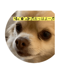 [LINEスタンプ] わんわんっ！！ まるまるスタンプ