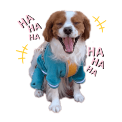 [LINEスタンプ] キャバリア ノアくん①