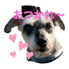 [LINEスタンプ] シュナウザー123