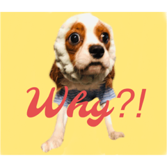 [LINEスタンプ] 王子とちくわ