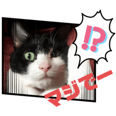 [LINEスタンプ] ハチ割れクロちゃんの日常②