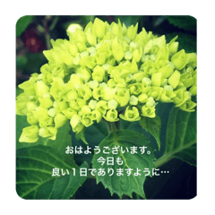 [LINEスタンプ] 思い出の花たち