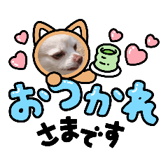 [LINEスタンプ] わんにゃん家族❤️1❤️