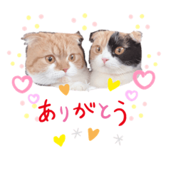 [LINEスタンプ] ココリリちゃん①