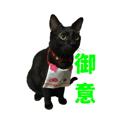 [LINEスタンプ] 猫家族703