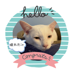 [LINEスタンプ] こつぶ♡くろ