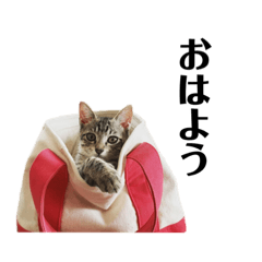 [LINEスタンプ] きじとらねこ小夏