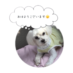 [LINEスタンプ] 愛しのムサシとコジロウ