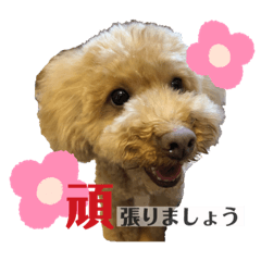 [LINEスタンプ] 愛犬らむの日常