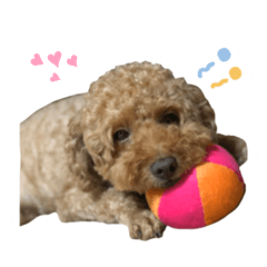 [LINEスタンプ] トイプードルのレイマ太郎1