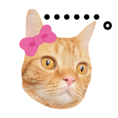[LINEスタンプ] マンチカンのまっち