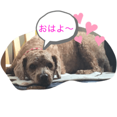 [LINEスタンプ] トイプのけーちゃん！！1