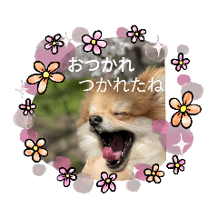[LINEスタンプ] ポメラニアン観察日記シリーズ2