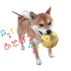 [LINEスタンプ] 我が家みかんと時々長男(クレバー)