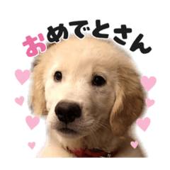 [LINEスタンプ] さらちゃんのスタ