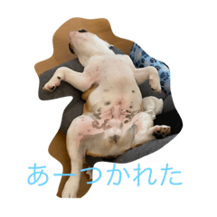 [LINEスタンプ] ブルドックのムギくん