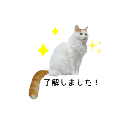 [LINEスタンプ] 猫のかりん【日常編】