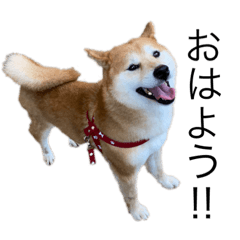 [LINEスタンプ] 柴犬あずき5歳