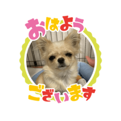 [LINEスタンプ] 愛犬のラテのスタンプ