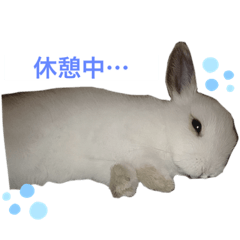 [LINEスタンプ] うさぎのルナ