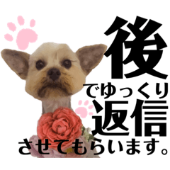 [LINEスタンプ] もこちんの丁寧言葉＆カジュアル言葉