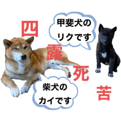 [LINEスタンプ] 柴犬のカイ＆甲斐犬のリク