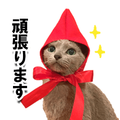 [LINEスタンプ] ロシアンブルーねこ「さくら」実写スタンプ
