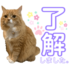 [LINEスタンプ] 毎日使えるうちの子スタンプ第2段❣️