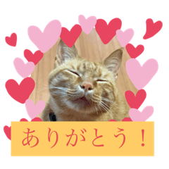 [LINEスタンプ] 茶トラ猫☆あめくん☆1