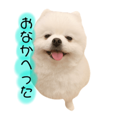 [LINEスタンプ] ポメラニアンもちの日常2