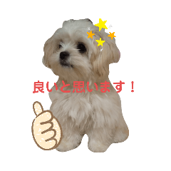[LINEスタンプ] 主に海ちゃスタンプ