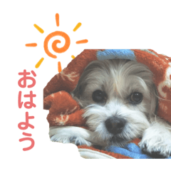 [LINEスタンプ] コタとパッチ