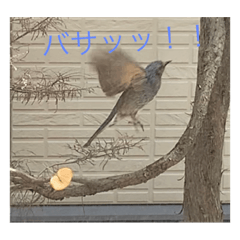 [LINEスタンプ] ヒヨドリの楽園