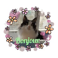 [LINEスタンプ] テオドールのフランス語
