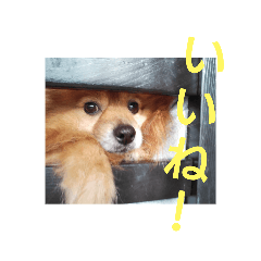 [LINEスタンプ] 日常で使える猫と犬のスタンプ
