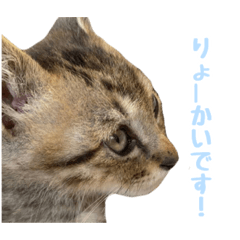 [LINEスタンプ] 日常で使える！のあくんすたんぷぅ！