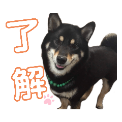 [LINEスタンプ] 我が家の黒柴くん（柴犬）