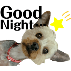 [LINEスタンプ] もこちんの一言英語スタンプ